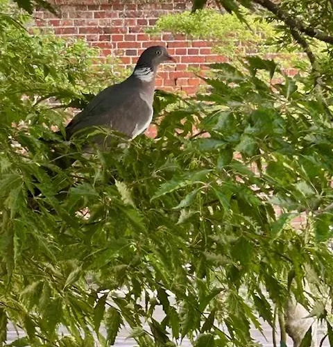 Voyage Colonial Climatise Chic *